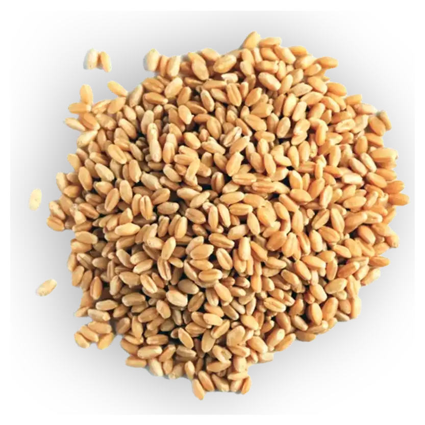 JK Wheat Whole 1kg